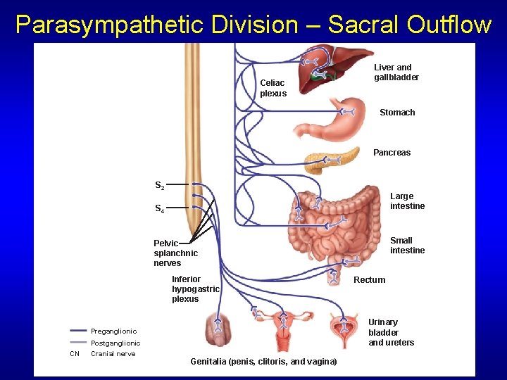 Parasympathetic Division – Sacral Outflow Celiac plexus Liver and gallbladder Stomach Pancreas S 2