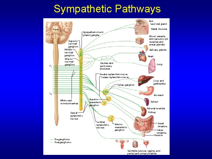 Sympathetic Pathways Eye Lacrimal gland Nasal mucosa Pons Sympathetic trunk (chain) ganglia Blood vessels;
