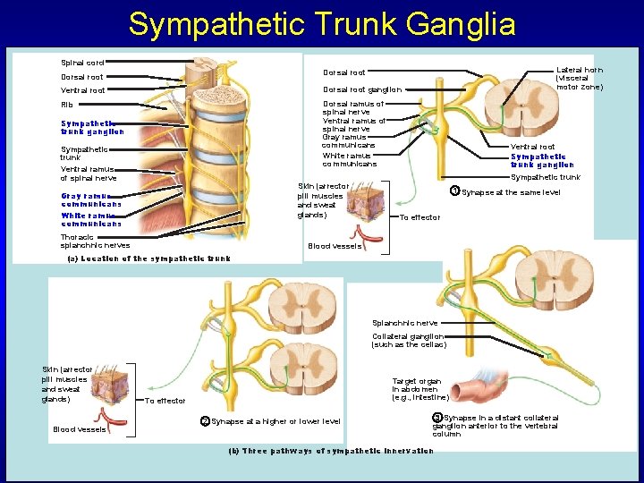 Sympathetic Trunk Ganglia Spinal cord Lateral horn (visceral motor zone) Dorsal root Ventral root