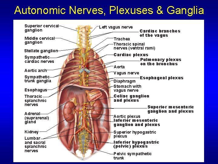 Autonomic Nerves, Plexuses & Ganglia Superior cervical ganglion Middle cervical ganglion Stellate ganglion Sympathetic