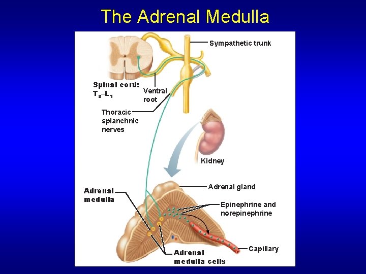 The Adrenal Medulla Sympathetic trunk Spinal cord: Ventral T 8–L 1 root Thoracic splanchnic