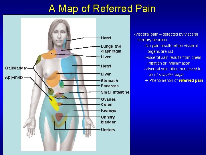 A Map of Referred Pain Heart Lungs and diaphragm Liver Gallbladder Appendix Heart Liver