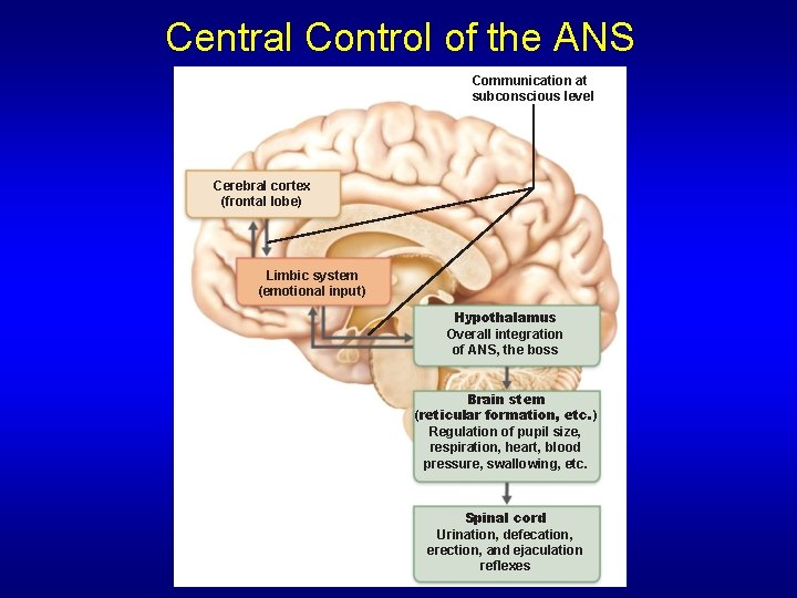 Central Control of the ANS Communication at subconscious level Cerebral cortex (frontal lobe) Limbic