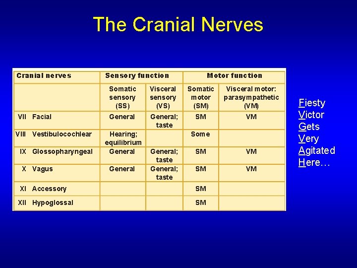 The Cranial Nerves Cranial nerves VII Facial VIII Vestibulocochlear IX Glossopharyngeal X Vagus Sensory