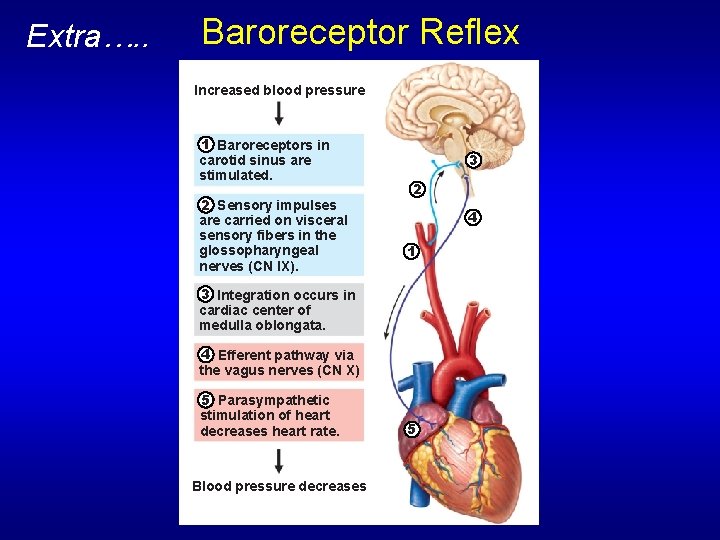Extra…. . Baroreceptor Reflex Increased blood pressure 1 Baroreceptors in carotid sinus are stimulated.