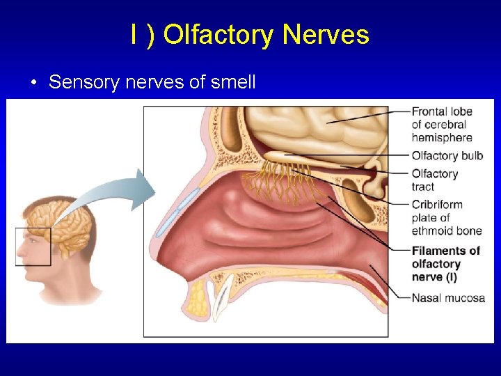 I ) Olfactory Nerves • Sensory nerves of smell 