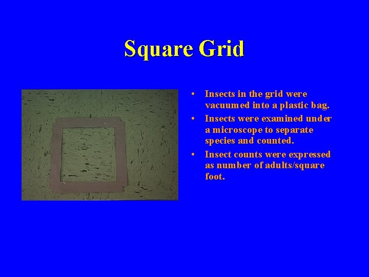 Grid For Insects Square Grid Insects in the grid were vacuumed