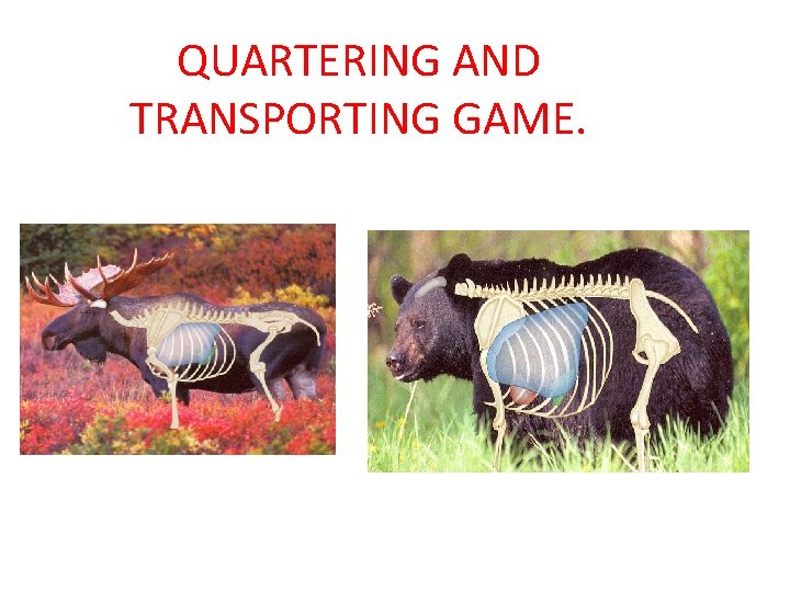 QUARTERING AND TRANSPORTING GAME. 