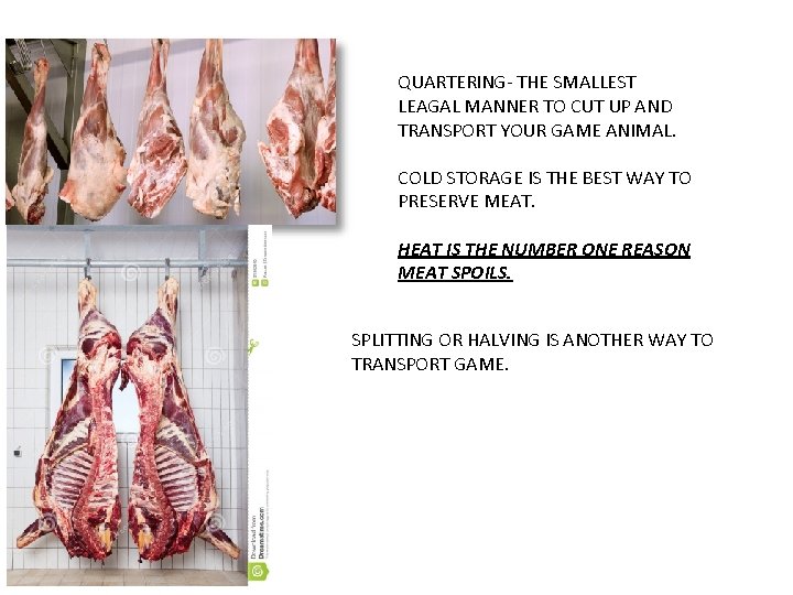 QUARTERING- THE SMALLEST LEAGAL MANNER TO CUT UP AND TRANSPORT YOUR GAME ANIMAL. COLD