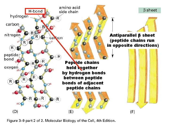 Antiparallel β sheet (peptide chains run in opposite directions) Peptide chains held together by