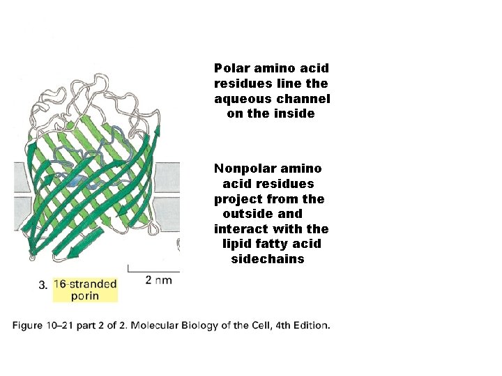 Polar amino acid residues line the aqueous channel on the inside Nonpolar amino acid