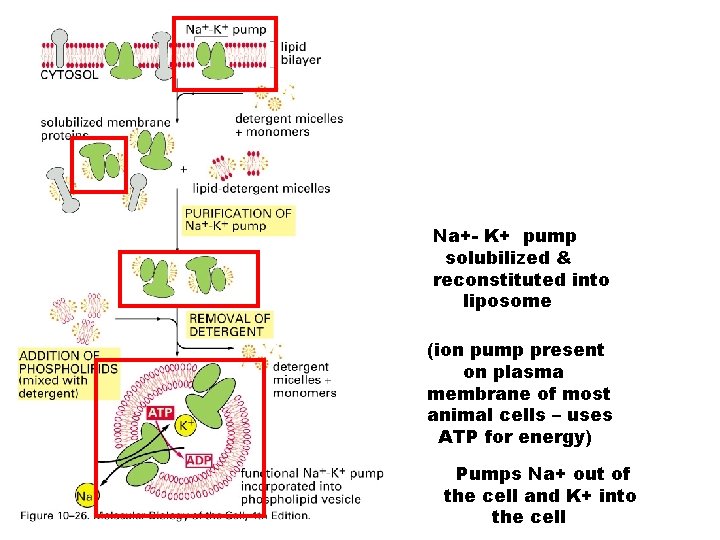 Na+- K+ pump solubilized & reconstituted into liposome (ion pump present on plasma membrane