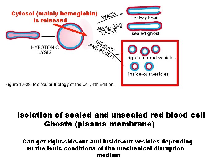 Cytosol (mainly hemoglobin) is released Isolation of sealed and unsealed red blood cell Ghosts