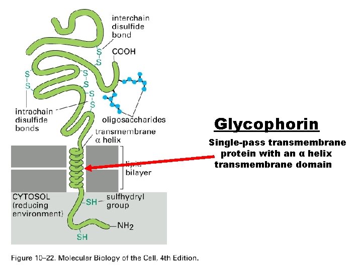 Glycophorin Single-pass transmembrane protein with an α helix transmembrane domain 