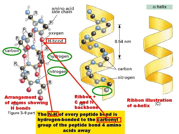 Ribbon + Arrangement C and N of atoms showing backbone H bonds The N-H