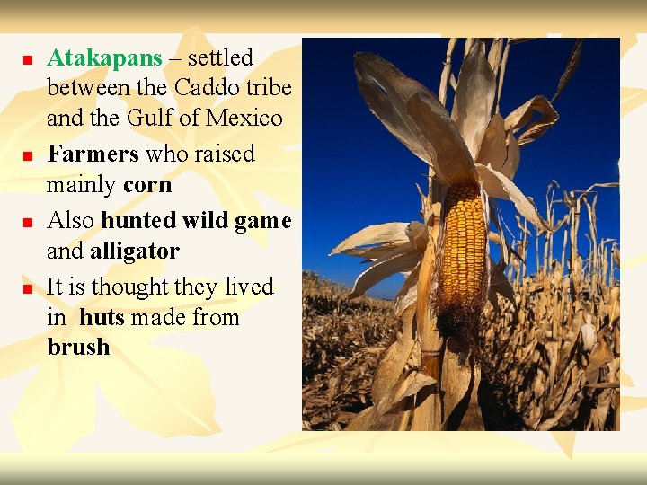 n n Atakapans – settled between the Caddo tribe and the Gulf of Mexico