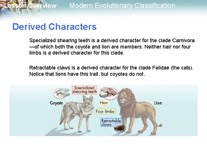 Lesson Overview Modern Evolutionary Classification Derived Characters Specialized shearing teeth is a derived character