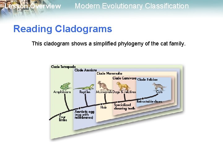 Lesson Overview Modern Evolutionary Classification Reading Cladograms This cladogram shows a simplified phylogeny of