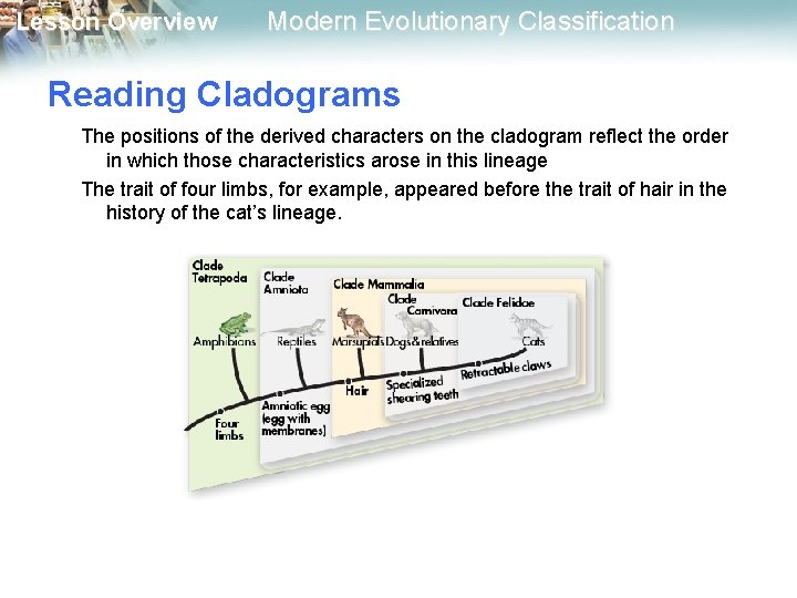 Lesson Overview Modern Evolutionary Classification Reading Cladograms The positions of the derived characters on