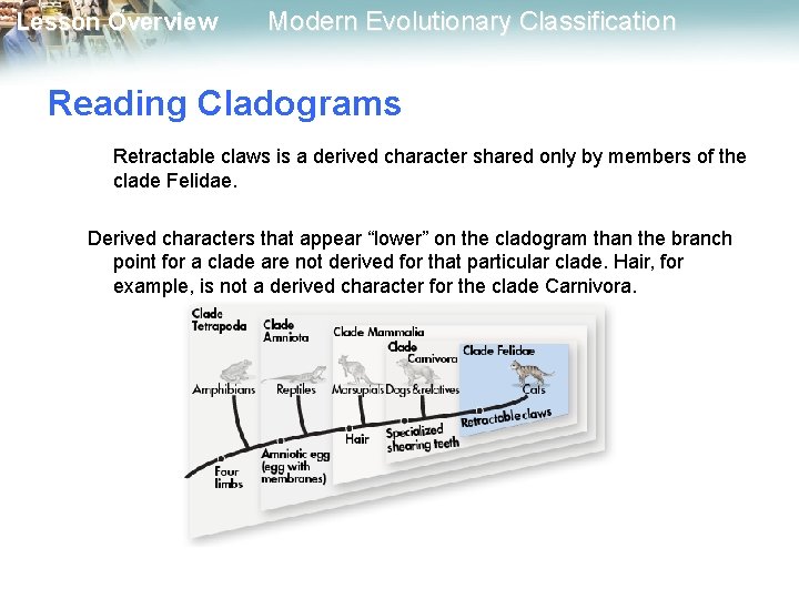 Lesson Overview Modern Evolutionary Classification Reading Cladograms Retractable claws is a derived character shared