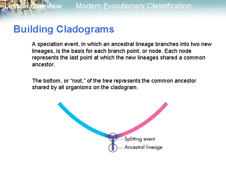 Lesson Overview Modern Evolutionary Classification Building Cladograms A speciation event, in which an ancestral