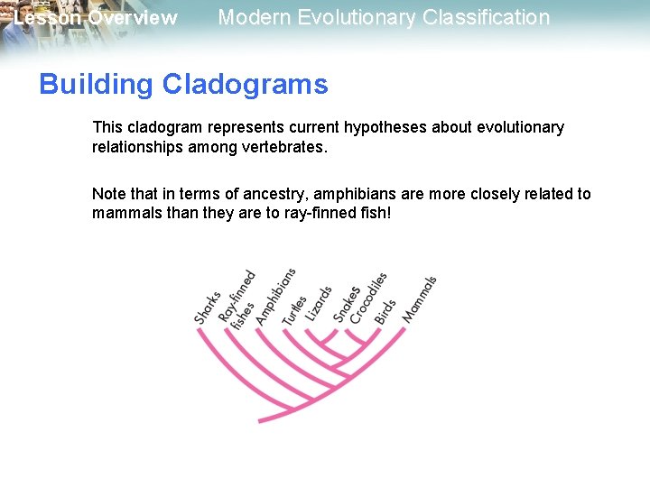 Lesson Overview Modern Evolutionary Classification Building Cladograms This cladogram represents current hypotheses about evolutionary