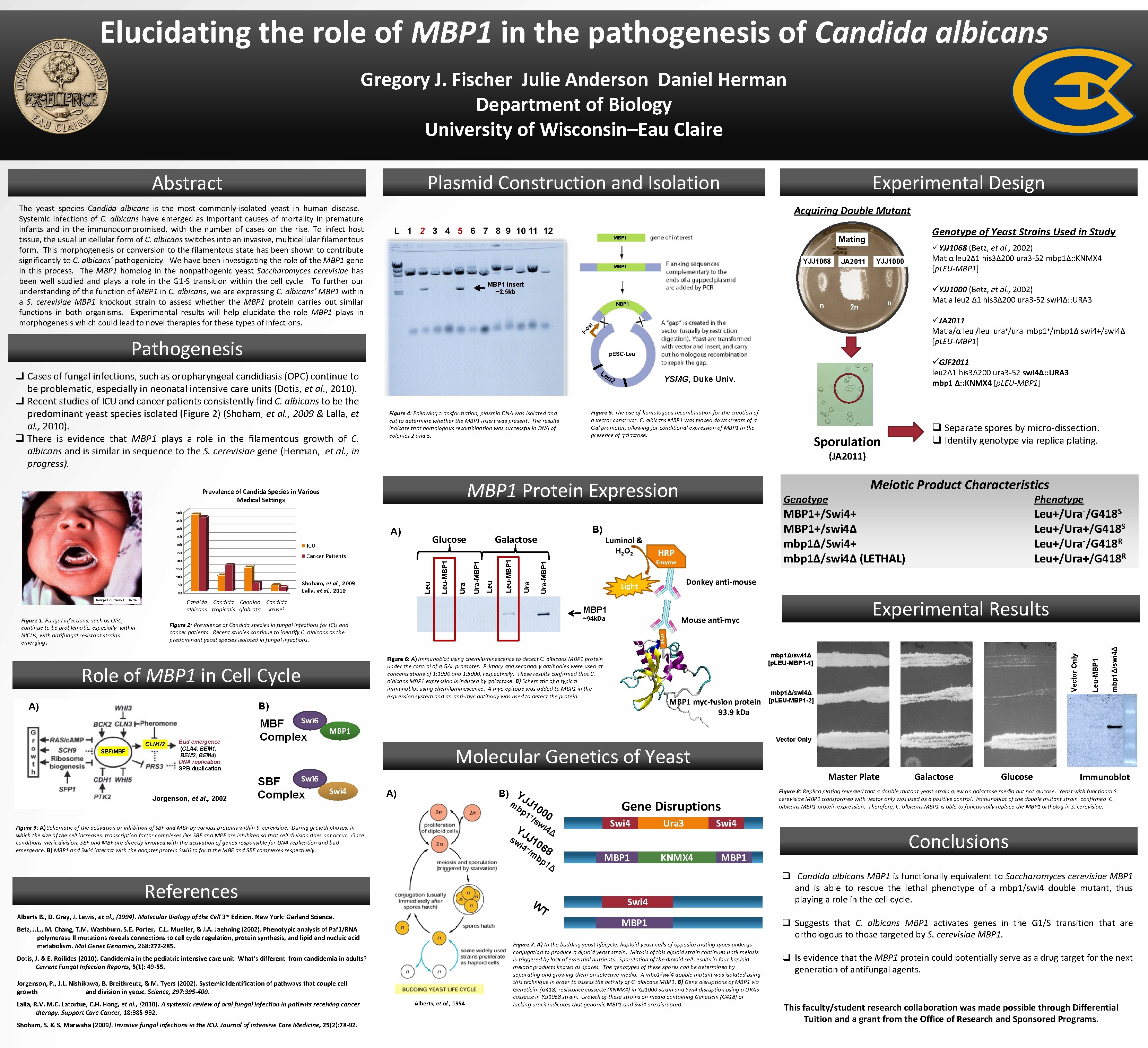 Elucidating the role of MBP 1 in the pathogenesis of Candida albicans Gregory J.