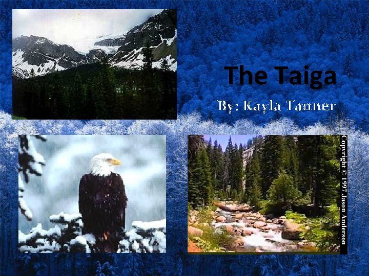The Taiga By: Kayla Tanner 