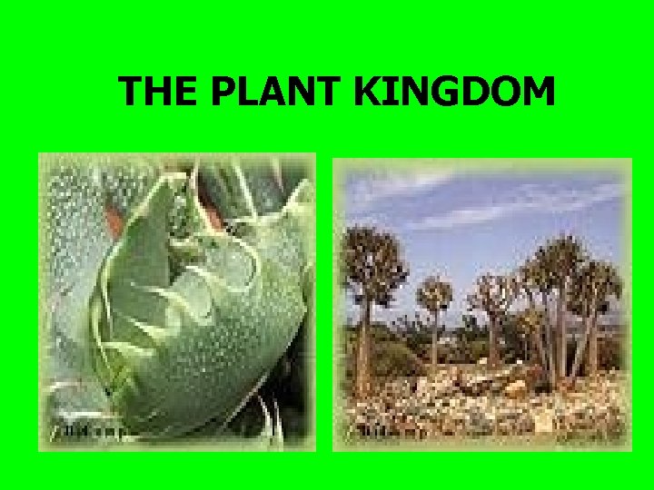 THE PLANT KINGDOM 