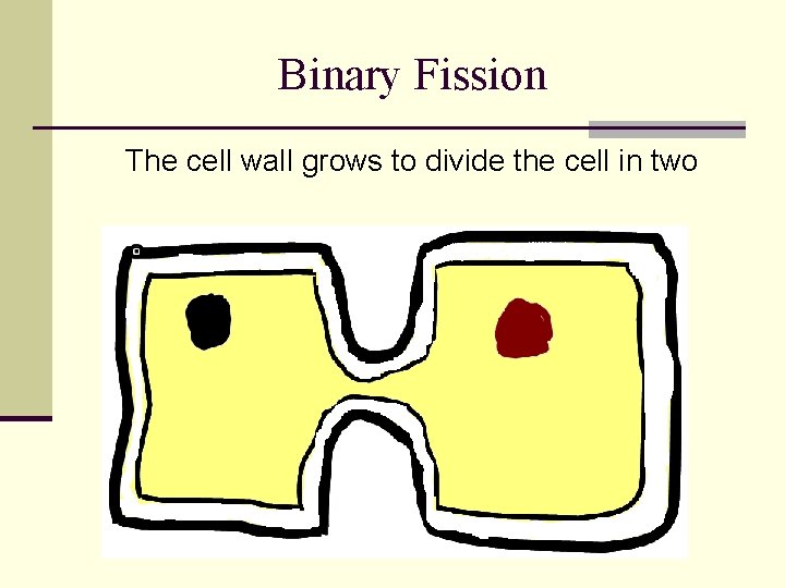 Binary Fission The cell wall grows to divide the cell in two 