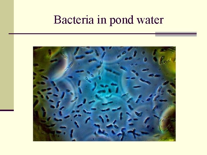 Bacteria in pond water 