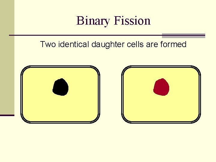 Binary Fission Two identical daughter cells are formed 