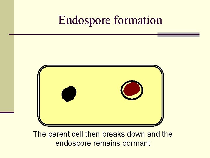 Endospore formation The parent cell then breaks down and the endospore remains dormant 