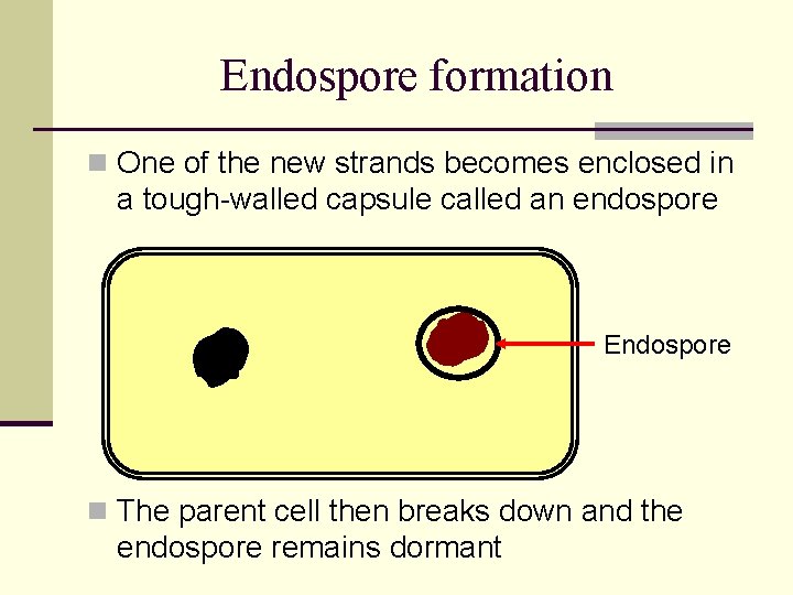 Endospore formation n One of the new strands becomes enclosed in a tough-walled capsule