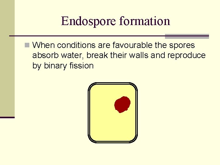 Endospore formation n When conditions are favourable the spores absorb water, break their walls