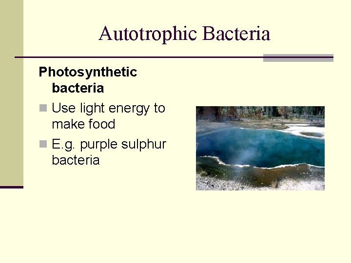 Autotrophic Bacteria Photosynthetic bacteria n Use light energy to make food n E. g.