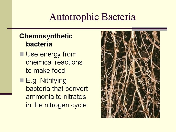Autotrophic Bacteria Chemosynthetic bacteria n Use energy from chemical reactions to make food n