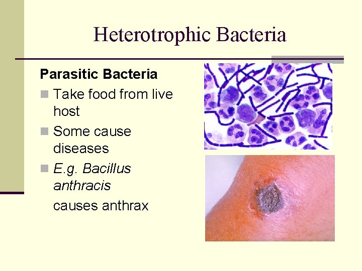 Heterotrophic Bacteria Parasitic Bacteria n Take food from live host n Some cause diseases