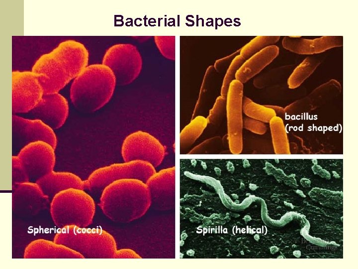 Bacterial Shapes 