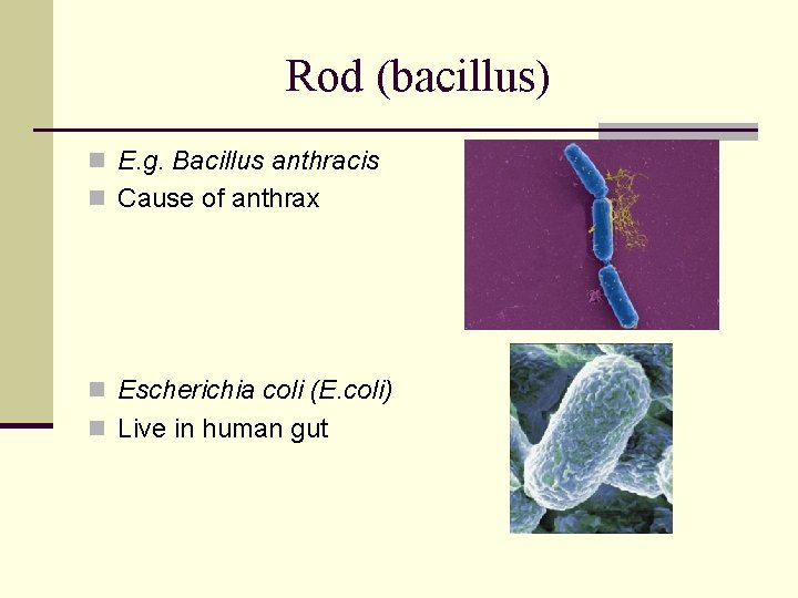 Rod (bacillus) n E. g. Bacillus anthracis n Cause of anthrax n Escherichia coli