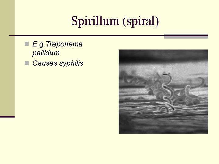 Spirillum (spiral) n E. g. Treponema pallidum n Causes syphilis 