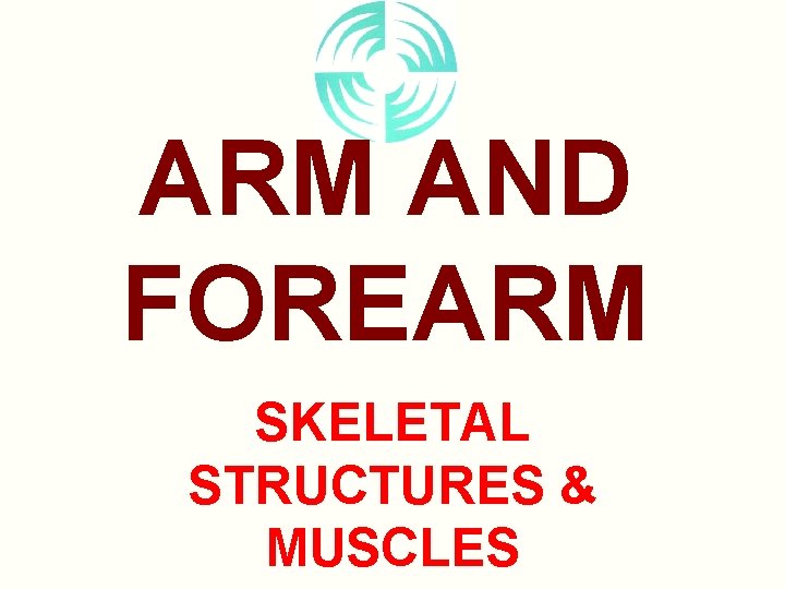 ARM AND FOREARM SKELETAL STRUCTURES & MUSCLES 