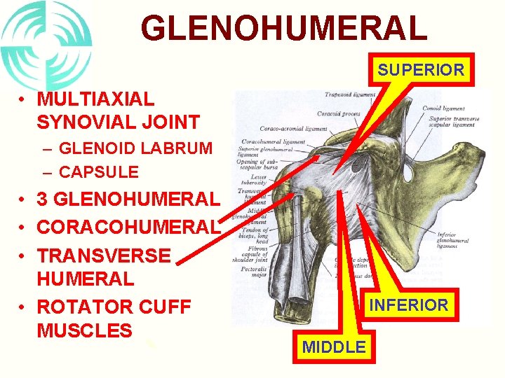GLENOHUMERAL SUPERIOR • MULTIAXIAL SYNOVIAL JOINT – GLENOID LABRUM – CAPSULE • 3 GLENOHUMERAL