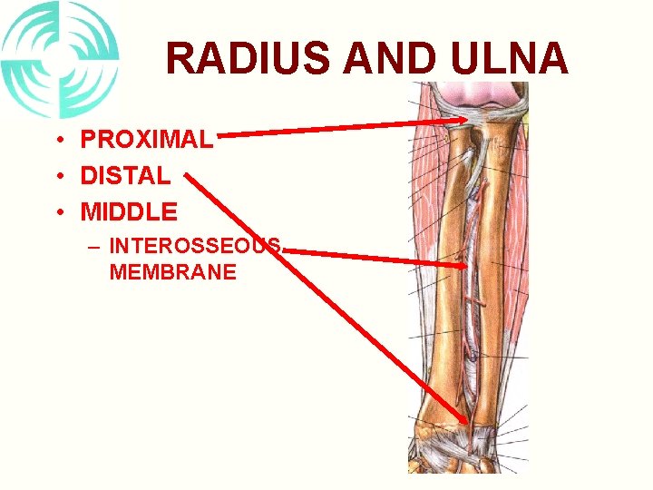RADIUS AND ULNA • PROXIMAL • DISTAL • MIDDLE – INTEROSSEOUS MEMBRANE 