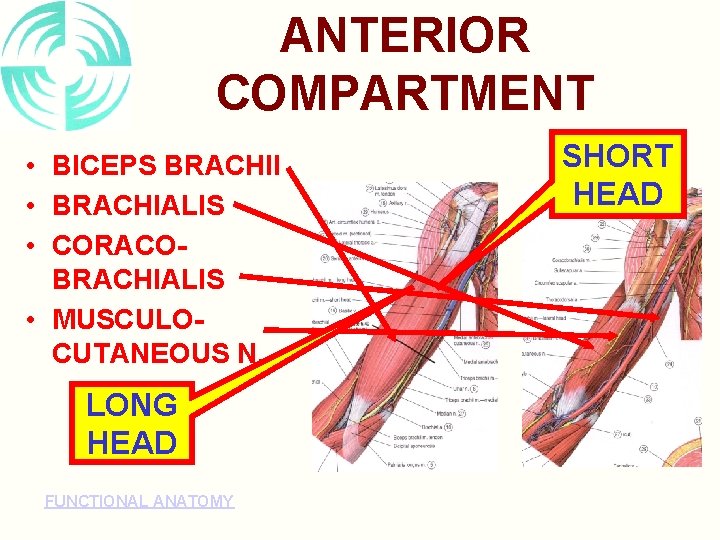ANTERIOR COMPARTMENT • BICEPS BRACHII • BRACHIALIS • CORACOBRACHIALIS • MUSCULOCUTANEOUS N. LONG HEAD