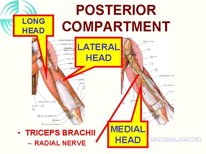 LONG HEAD POSTERIOR COMPARTMENT LATERAL HEAD • TRICEPS BRACHII – RADIAL NERVE MEDIAL HEAD