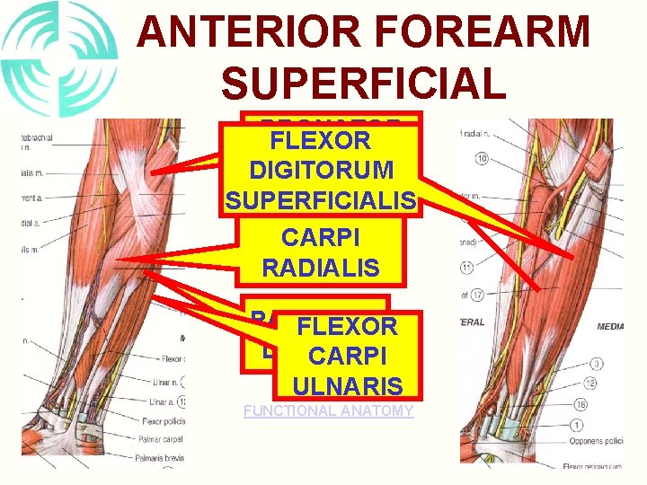 ANTERIOR FOREARM SUPERFICIAL PRONATOR FLEXOR TERES DIGITORUM SUPERFICIALIS FLEXOR CARPI RADIALIS PALMARIS FLEXOR LONGUS