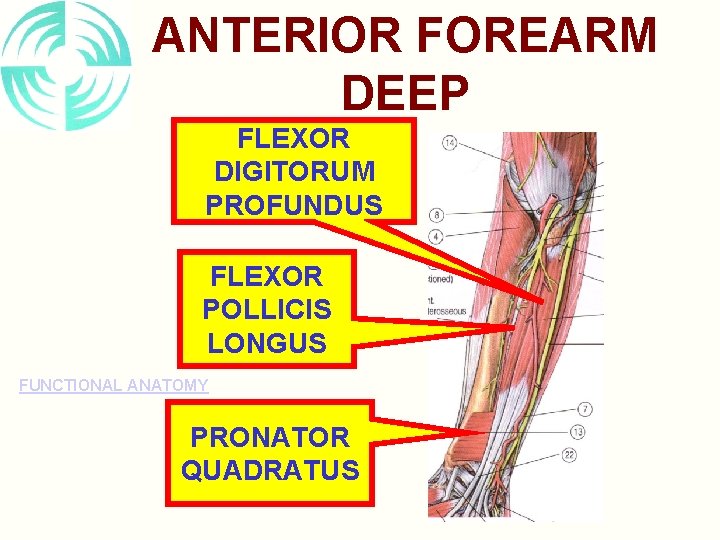 ANTERIOR FOREARM DEEP FLEXOR DIGITORUM PROFUNDUS FLEXOR POLLICIS LONGUS FUNCTIONAL ANATOMY PRONATOR QUADRATUS 