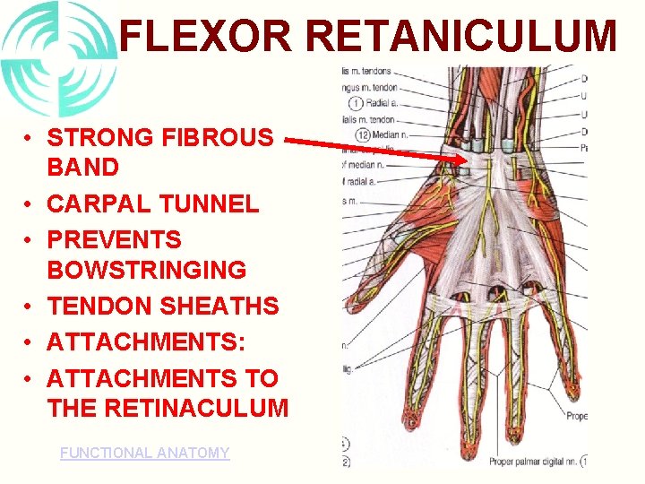 FLEXOR RETANICULUM • STRONG FIBROUS BAND • CARPAL TUNNEL • PREVENTS BOWSTRINGING • TENDON