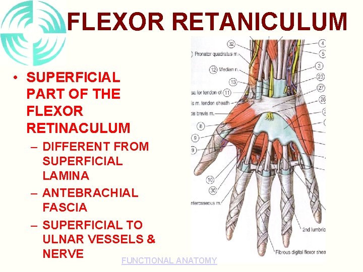 FLEXOR RETANICULUM • SUPERFICIAL PART OF THE FLEXOR RETINACULUM – DIFFERENT FROM SUPERFICIAL LAMINA